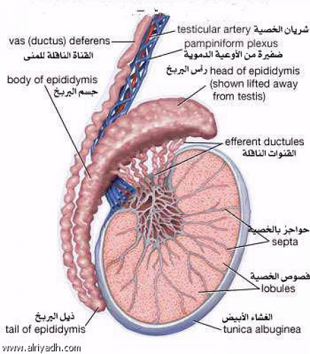 اسباب دوالي الخصية